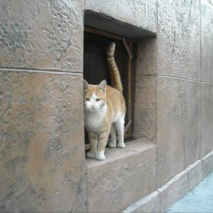 34429 125437814181568 1430277 n